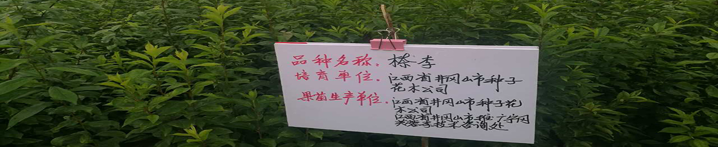 上海畫冊設(shè)計公司